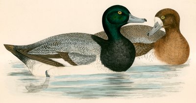 Canard Milouin - Beverley R. Morris